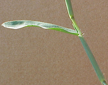 crabgrass-09.jpg (59307 bytes)