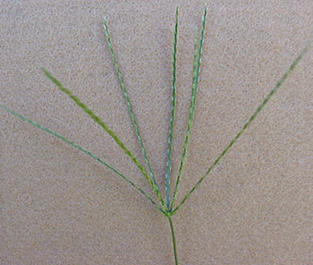 crabgrass-11.jpg (65982 bytes)