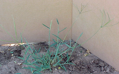 crabgrass-12.jpg (52546 bytes)