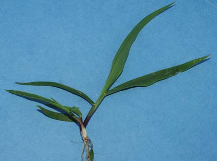 sm-crabgrass-070.jpg (15755 bytes)