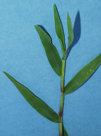 sm-crabgrass-071.jpg (19902 bytes)
