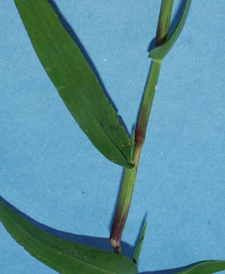 sm-crabgrass-073.jpg (18253 bytes)