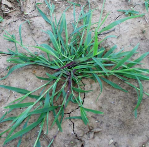 sm-crabgrass-074.jpg (51636 bytes)