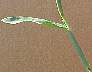 tn_crabgrass-09_jpg.jpg (1613 bytes)