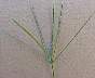 tn_crabgrass-11_jpg.jpg (1487 bytes)