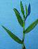 tn_sm-crabgrass-071_jpg.jpg (1827 bytes)