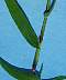 tn_sm-crabgrass-073_jpg.jpg (1883 bytes)