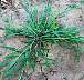 tn_sm-crabgrass-074_jpg.jpg (2773 bytes)