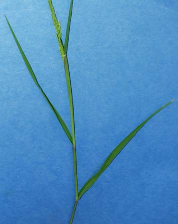 pr-cupgrass-040.jpg (18201 bytes)