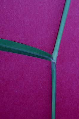 pr-cupgrass-044.jpg (14119 bytes)