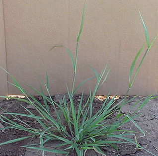 Prairie Cupgrass (Eriochloa contractra)