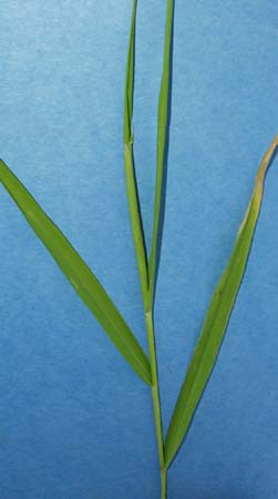 sw-cupgrass-046.jpg (14575 bytes)
