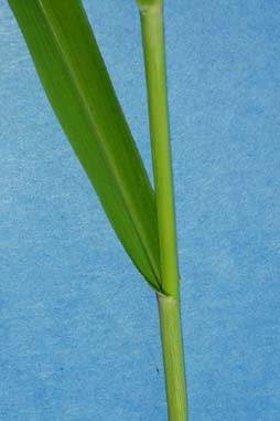 sw-cupgrass-047.jpg (14692 bytes)