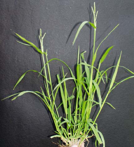 sw-cupgrass-048.jpg (40127 bytes)