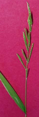 sw-cupgrass-049.jpg (12453 bytes)
