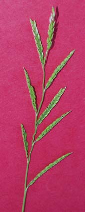 sw-cupgrass-052.jpg (13715 bytes)