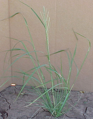 Southwestern Cupgrass (Eriochloa gracilis)