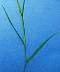 tn_pr-cupgrass-040_jpg.jpg (1253 bytes)