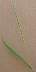 tn_prcupgrass-01_jpg.jpg (887 bytes)