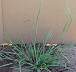 tn_prcupgrass-06_jpg.jpg (1632 bytes)