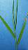 tn_sw-cupgrass-046_jpg.jpg (1163 bytes)