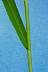 tn_sw-cupgrass-047_jpg.jpg (1209 bytes)