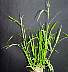 tn_sw-cupgrass-048_jpg.jpg (2074 bytes)