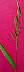 tn_sw-cupgrass-049_jpg.jpg (988 bytes)