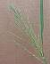 tn_swcupgrass-02_jpg.jpg (1158 bytes)