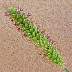 tn_y-foxtail-20_jpg.jpg (1866 bytes)