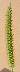 tn_y-foxtail-94_jpg.jpg (982 bytes)