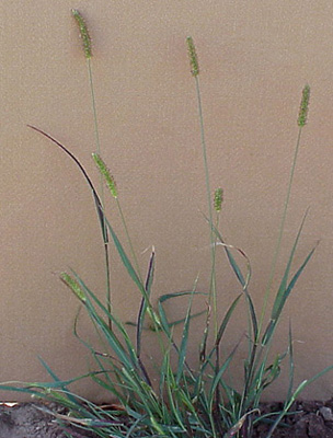 Yellow Foxtail (Setaria glauca)