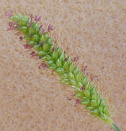 Yellow Foxtail (Setaria glauca)