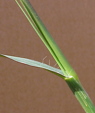Yellow Foxtail (Setaria glauca)