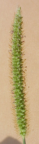 Yellow Foxtail (Setaria glauca)