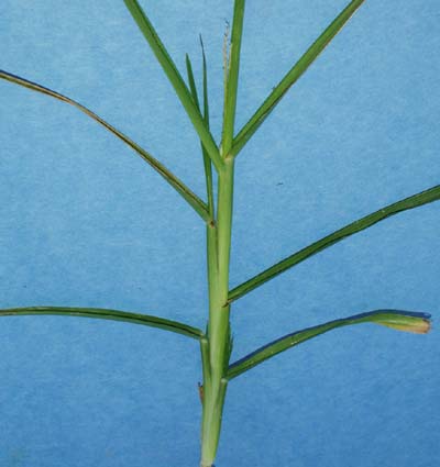 goosegrass-056.jpg (22783 bytes)