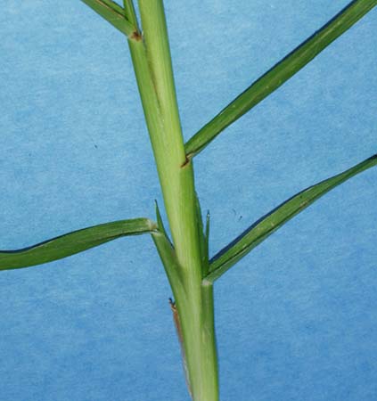 goosegrass-057.jpg (26267 bytes)