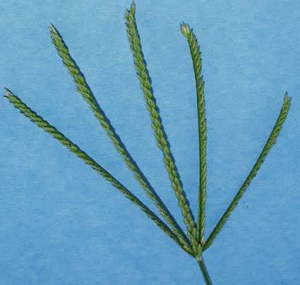 goosegrass-058.jpg (26627 bytes)