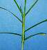 tn_goosegrass-056_jpg.jpg (1658 bytes)