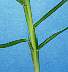 tn_goosegrass-057_jpg.jpg (1700 bytes)