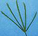 tn_goosegrass-058_jpg.jpg (1791 bytes)