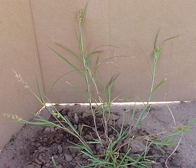 Sandbur (Cenchrus longispinus)