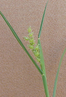 Sandbur (Cenchrus longispinus)