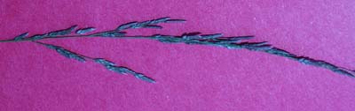 red-sprtop-068.jpg (9877 bytes)