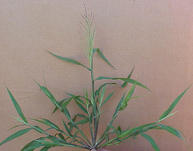 Red Sprangletop (Leptochloa filiformis)