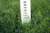 summer-grass-05.jpg (64804 bytes)