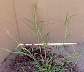 tn_sandbur-03_jpg.jpg (1721 bytes)