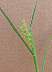 tn_sandbur-04_jpg.jpg (1172 bytes)