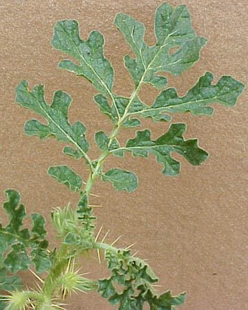 Buffalobur (Solanum rostratum)