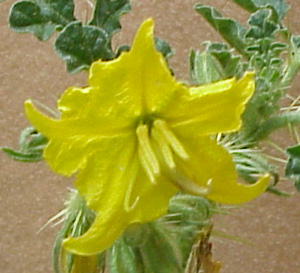 Buffalobur (Solanum rostratum)